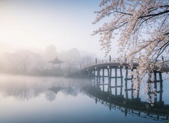 Misty Morning Cherry Blossoms