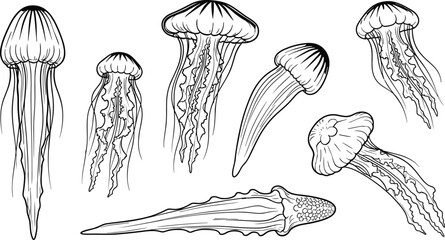 Black and white jellyfish and marine creatures, intricate line drawings highlighting anatomy, textures, and underwater artistry © DolanAktar