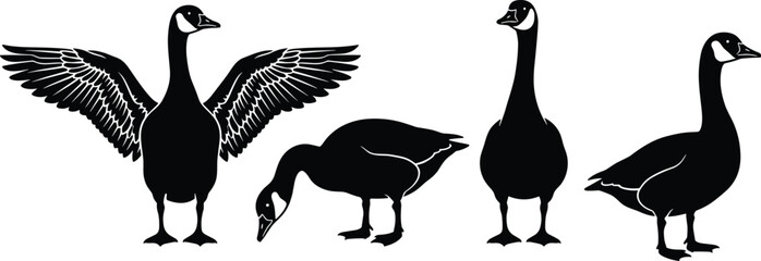 Detailed Black Silhouette Set of Canada Geese in Various Poses Including Standing Grazing and Spreading Wings for Nature Wildlife Conservation and Outdoors Vector Design Projects © It's Raju