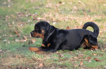 Purebred Rottweiler dog lying on the grass in a sunny garden