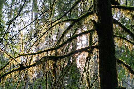 Pacific Northwest Forest Beard Lichen.Beard Lichen hanging from the branches of a tree in the Pacific Northwest.
