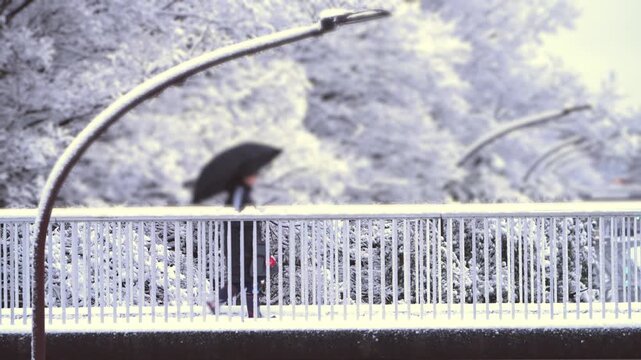 Tokyo,Japan - February 8, 2026: A pedestrian Walking on a crossover in Tokyo, Japan 
