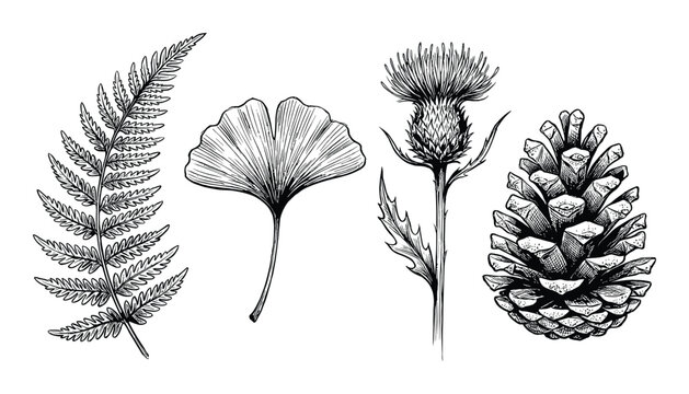 Detailed forest botanical sketches including fern ginkgo leaf thistle and pine cone
