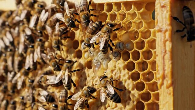 Bees tending to larvae and honeycomb in a hive, close-up macro view