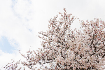 Fototapeta premium 満開の桜の木