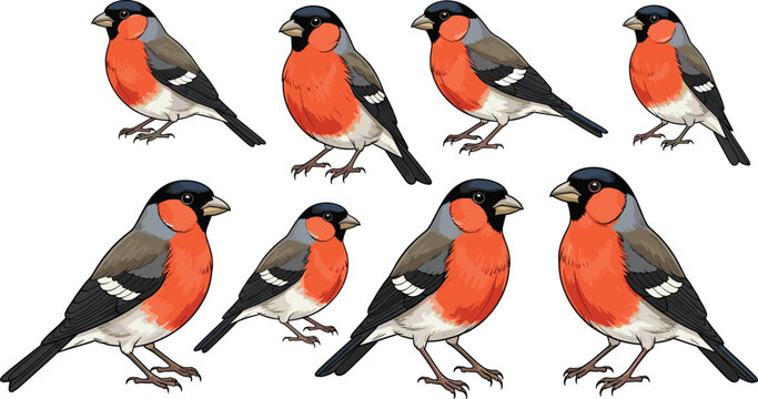 Set of eight Eurasian bullfinch illustrations with red-orange breast, black head, gray wings, detailed realistic bird artwork