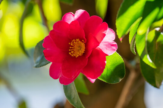 椿　ケイコ　濃紅に一筋の白斑の八重咲き　産地は久留米