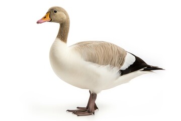 Obraz premium Goose animal white bird.