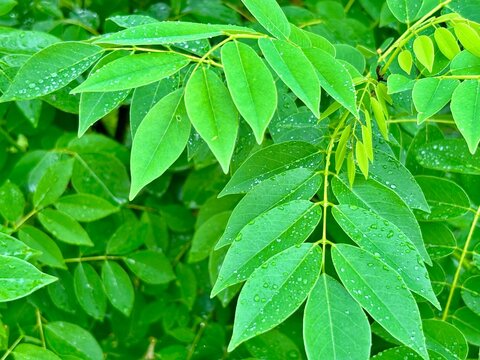 Gamal tree leaves or Gliricidia sepium, natural green suitable for natural background or cover