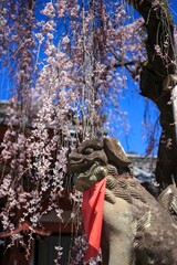 Weeping Sakura in Full Bloom at a Traditional Japanese Temple, Nara, Japan