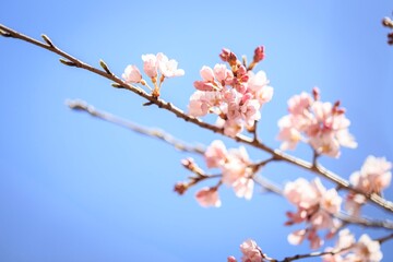 Delicate Pink Cherry Blossoms Under a Clear Blue Sky