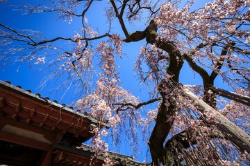 Weeping Sakura in Full Bloom at a Traditional Japanese Temple, Nara, Japan