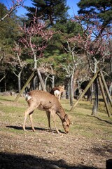 Wild Sika Deer Grazing in a Sunlit Forest