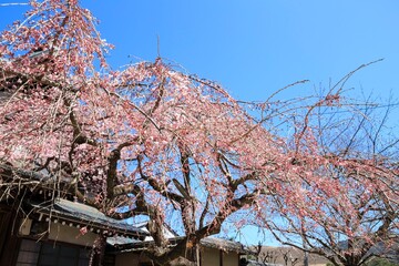 Vibrant Pink Cherry Blossoms Under a Clear Blue Spring Sky