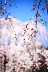 Ethereal Cherry Blossoms Basking in Soft Spring Sunlight
