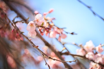 Ethereal Cherry Blossoms Basking in Soft Spring Sunlight