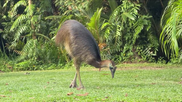 A juvenile cassowary feeds on fallen seeds on a grassy campground edge beside tropical rainforest. Calm but wary behavior filmed at South Mission Beach, Queensland, Australia.