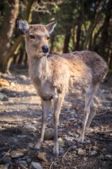 Golden Hour Sika Deer Portrait in the Deep Woods