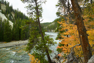 River Canyon Landscape with Forest and Flowing Water