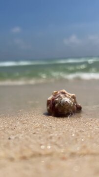 On a sandy beach, a seashell is washed by the sea.