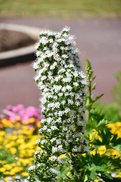 エキウム・シンプレックス　Echium simplex