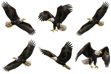 Obraz premium a magnificent photographic collection of six bald eagles captured in various dynamic flight poses, all expertly isolated on a transparent background.