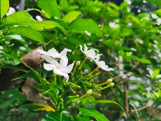 white flowers in the garden