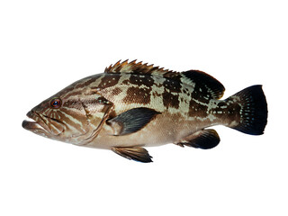 Naklejka premium Grouper reef fish isolated on a clear background viewed from the side showcasing its detailed scales and fins in a close-up