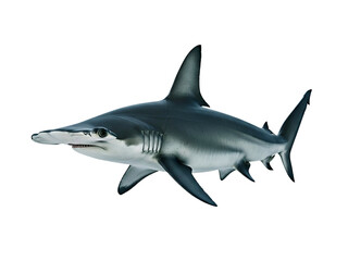 Naklejka premium Hammerhead shark isolated on a clear background viewed from the side