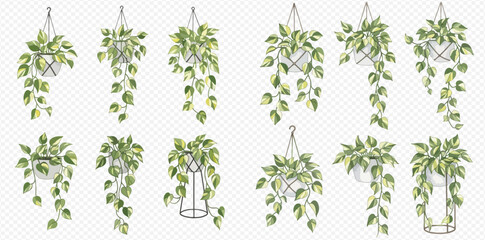 Set of hanging potted plants, green leaves, indoor decor, houseplant collection, botanical illustration, home gardening, natural elements, decorative foliage, interior design, fresh greenery. © Akun