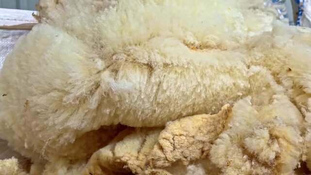 Close Up of Sheep Wool After Shearing Showing Texture Details