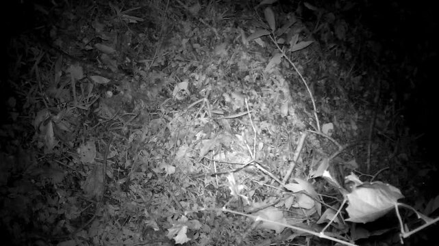Close up overhead night vision footage of two raccoons walking through leaves and brush. Ideal for wildlife documentaries and nocturnal animal behavior studies.