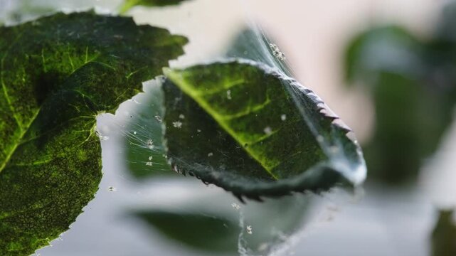 Extreme close up of tiny spiderlings moving across delicate webs on green foliage. Perfect for nature documentaries and science education.