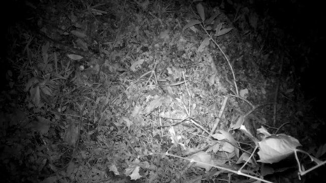 Close up infrared trail camera footage showing two wild raccoons walking across forest floor at night. Ideal for wildlife documentaries and nocturnal animal studies.