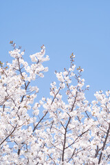 카피공간이 있는 하늘과 봄소식을 알리는 벚꽃나무