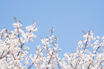 카피공간이 있는 하늘과 봄소식을 알리는 벚꽃나무