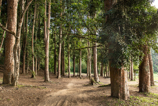 Las w g&oacute;rach na Bali przy jeziorze Buyan