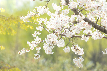 카피공간이 있는 하늘과 봄소식을 알리는 벚꽃나무