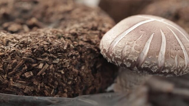 버섯공장버섯확대카메라패닝(버섯배지+농장+농사+축양+재배+성장+식용)