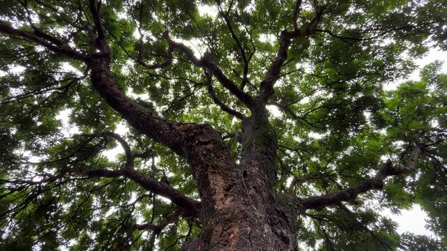 Low angle of rambutan tree. fruit. bottom. view. green leaves, leaf. outdoor.