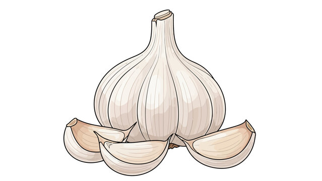Garlic Bulb and Cloves 1.