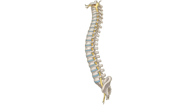 Human Spine Vertebrae Column.