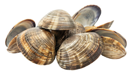 Fresh clams piled together on a white background, showcasing their natural textures and colors