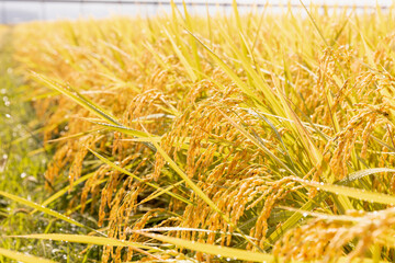 収穫期の水田　品種:つや姫