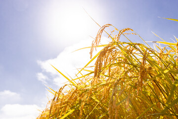 収穫期の稲穂　品種:つや姫