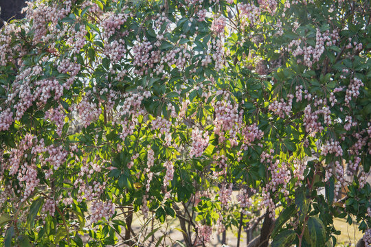 馬酔木」の写真素材 | 2,461件の無料イラスト画像 | Adobe Stock