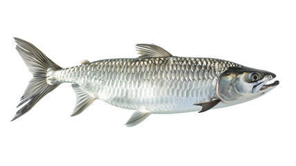 Fototapeta premium A detailed close-up of a silver fish swimming in clear water, showcasing its vibrant scales