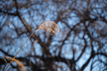 すすきと冬木立