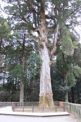 鹿児島県霧島市の霧島神宮の御神木