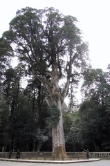 鹿児島県霧島市の霧島神宮の御神木